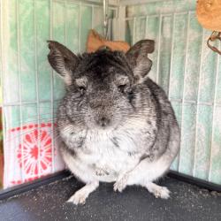 Lost Male Other last seen Across the street from Alondra Park / El Camino College, near the apmts, Torrance, CA 90504