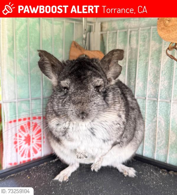 Lost Male Other last seen Across the street from Alondra Park / El Camino College, near the apmts, Torrance, CA 90504
