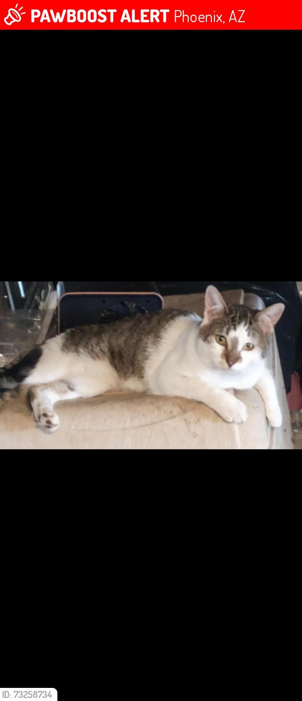 Lost Male Cat last seen 75th avenue & encanto, Phoenix, AZ 85035