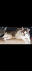 Lost Male Cat last seen 75th avenue & encanto, Phoenix, AZ 85035