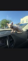 Reunited Male Cat last seen 14th st Sheboygan wisconsin, Sheboygan, WI 53081