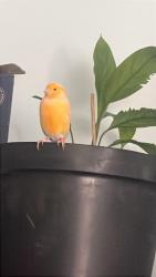 Lost Female Bird last seen Aston lane, Handsworth, England B20 3AS