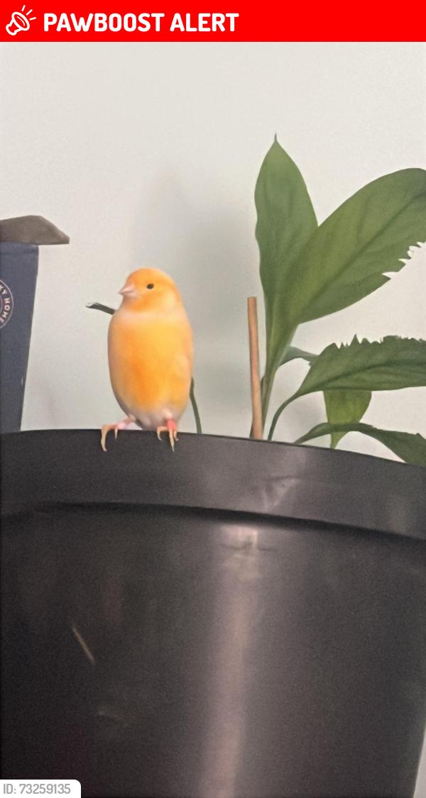 Lost Female Bird last seen Aston lane, Handsworth, England B20 3AS