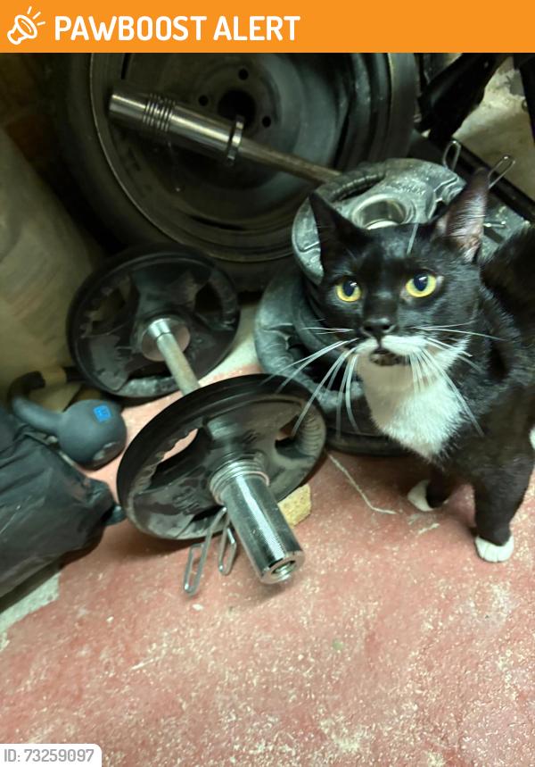 Found/Stray Male Cat last seen Found crying in the field behind Baguley Brook, towards wythenshawe met stop., Wythenshawe, England M23 0AG