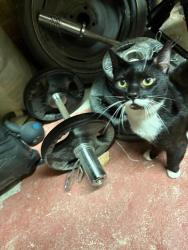 Found/Stray Male Cat last seen Found crying in the field behind Baguley Brook, towards wythenshawe met stop., Wythenshawe, England M23 0AG