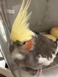 Found/Stray Unknown Bird last seen Guajome Lake Drive, Oceanside, CA 92054