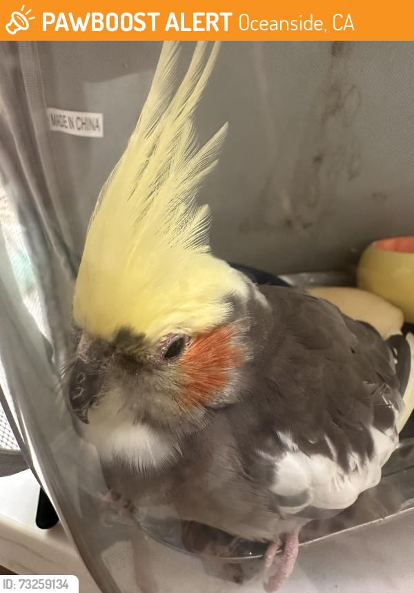 Found/Stray Unknown Bird last seen Guajome Lake Drive, Oceanside, CA 92054