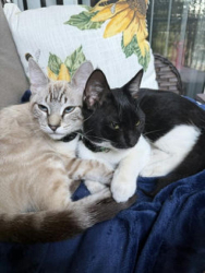 Found/Stray Male Cat last seen Valley View Parkway and White Rock Rd, El Dorado Hills, CA 95762