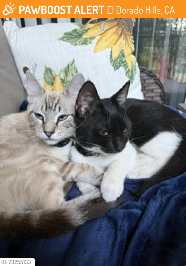 Found/Stray Male Cat last seen Valley View Parkway and White Rock Rd, El Dorado Hills, CA 95762