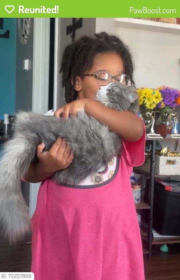 Reunited Female Cat last seen Mount Carmel Church Road, Lexington, NC 27295