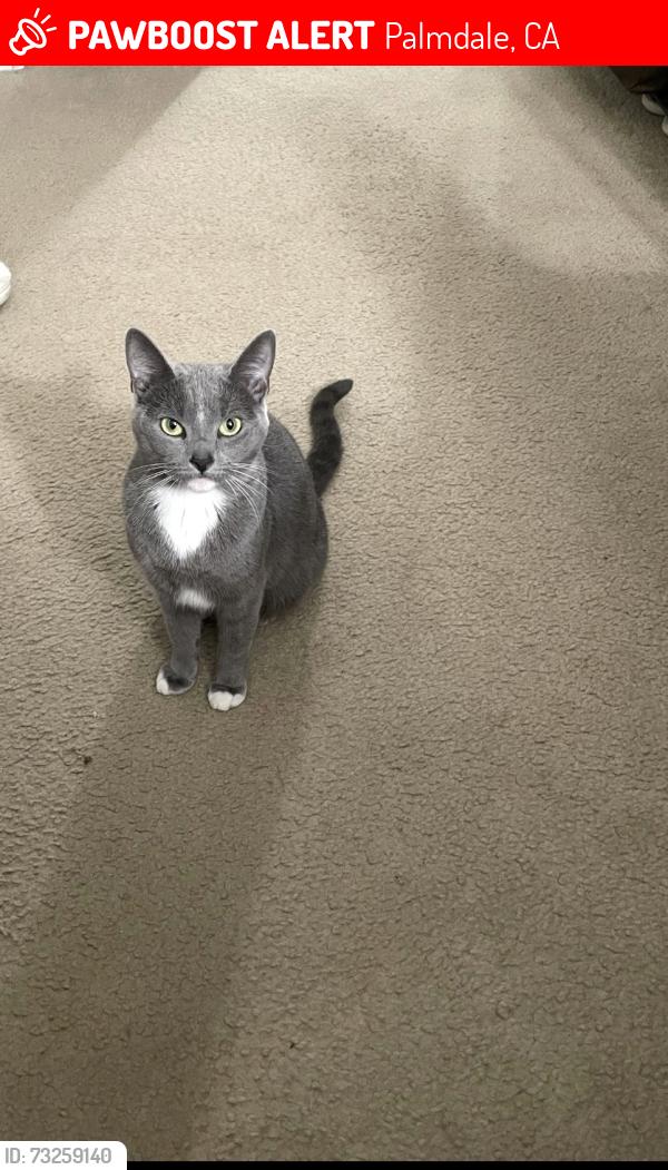 Lost Female Cat last seen Leo cir, Palmdale, CA 93552