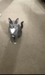 Lost Female Cat last seen Leo cir, Palmdale, CA 93552
