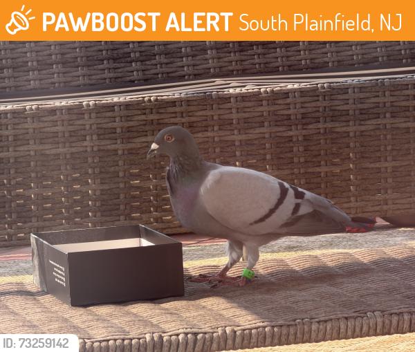 Found/Stray Unknown Bird last seen South Plainfield, South Plainfield, NJ 07080