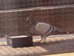 Found/Stray Unknown Bird last seen South Plainfield, South Plainfield, NJ 07080