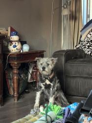 Reunited Female Dog last seen Stoddard wells apple valley desert, Apple Valley, CA 92307