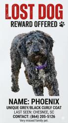 Lost Male Dog last seen Near walker run dr, Chesnee, SC 29323