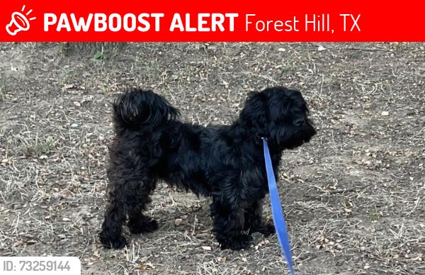 Lost Male Dog last seen Banbury ct forest hill, Forest Hill, TX 76119