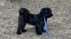 Lost Male Dog last seen Banbury ct forest hill, Forest Hill, TX 76119