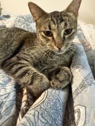 Reunited Male Cat last seen Wood line near Oak Dr, Hamilton County, TN 37341
