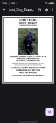 Reunited Male Dog last seen Near Michener Avenue, Philadelphia, PA 19150