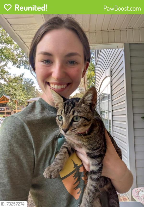 Reunited Female Cat last seen Dupont Elementary School, McDonald's, Chattanooga, TN 37415