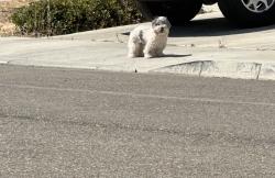 Reunited Unknown Dog last seen Steven bridges and Patrick mccaffery, Tracy, CA 95377
