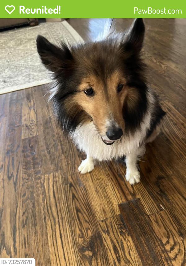 Reunited Female Dog last seen Blackjack Rd, Aubrey, TX 76227