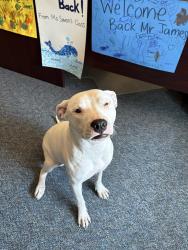 Found/Stray Female Dog last seen Earley Ave. SW, Lakewood, Lakewood, WA 98499