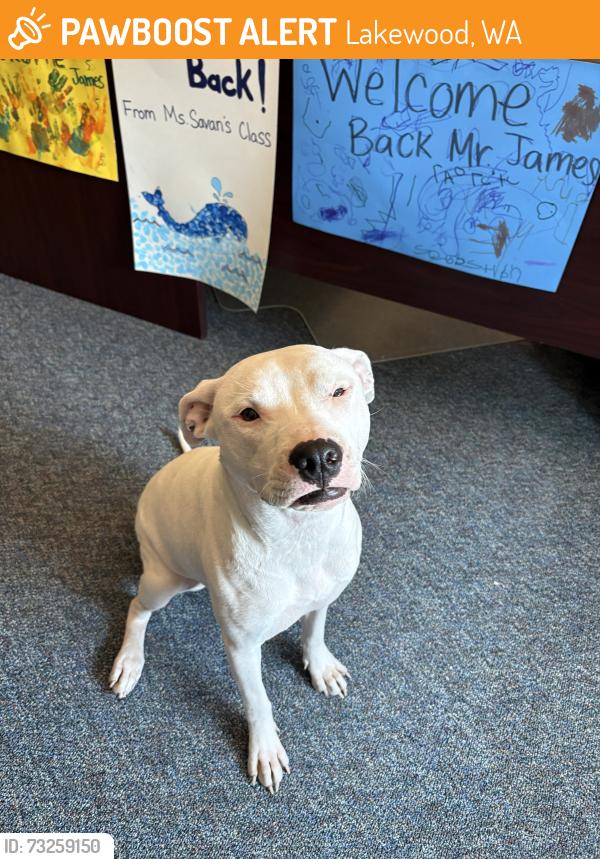 Found/Stray Female Dog last seen Earley Ave. SW, Lakewood, Lakewood, WA 98499