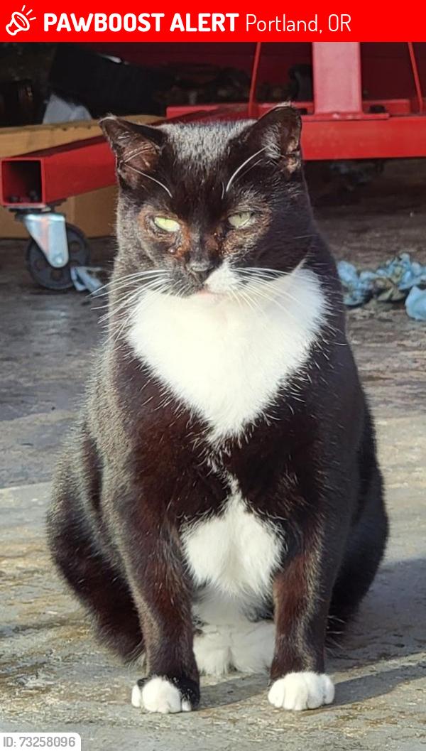 Lost Male Cat last seen SE Hawthorne Blvd. and SE 17th Ave, Portland, OR 97214