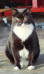 Lost Male Cat last seen SE Hawthorne Blvd. and SE 17th Ave, Portland, OR 97214