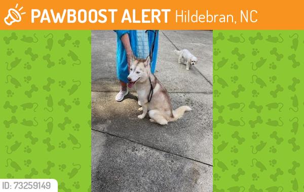 Found/Stray Female Dog last seen Miller Creek area, Hildebran, NC 28637