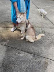Found/Stray Female Dog last seen Miller Creek area, Hildebran, NC 28637