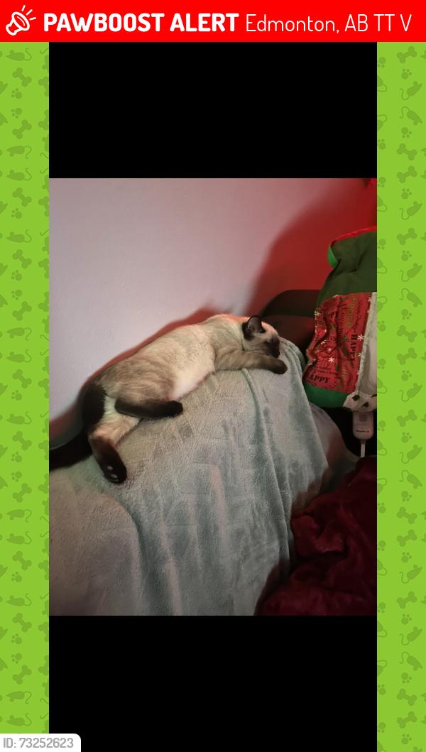 Lost Female Cat last seen Near Ave and 16th Street, Edmonton, AB T6T 0V6