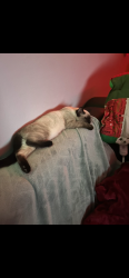 Lost Female Cat last seen Near Ave and 16th Street, Edmonton, AB T6T 0V6