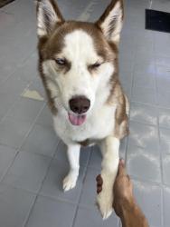 Reunited Male Dog last seen Ohio, Mapleshade., Plano, TX 75093