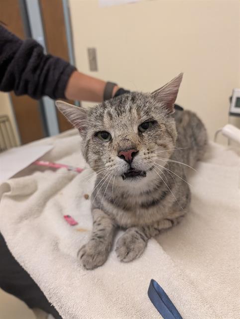 Shelter Stray Male Cat last seen ORWELL PL, 1950 Stevenson Blvd, Fremont, CA 94538, USA