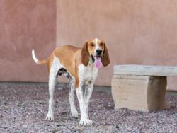 Shelter Stray Male Dog last seen Near BLOCK LINCOLN AVE SANTA FE NM 87501, 100 Caja Del Rio Rd, Santa Fe, NM 87507, USA