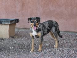 Shelter Stray Female Dog last seen LA JOYA RD NM 50 GLORIETA NM 87535, 100 Caja Del Rio Rd, Santa Fe, NM 87507, USA