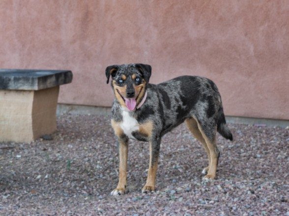 Shelter Stray Female Dog last seen LA JOYA RD NM 50 GLORIETA NM 87535, 100 Caja Del Rio Rd, Santa Fe, NM 87507, USA