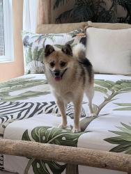 Found/Stray Male Dog last seen Herrick/La Mesa St in Sylmar, Los Angeles, CA 91342