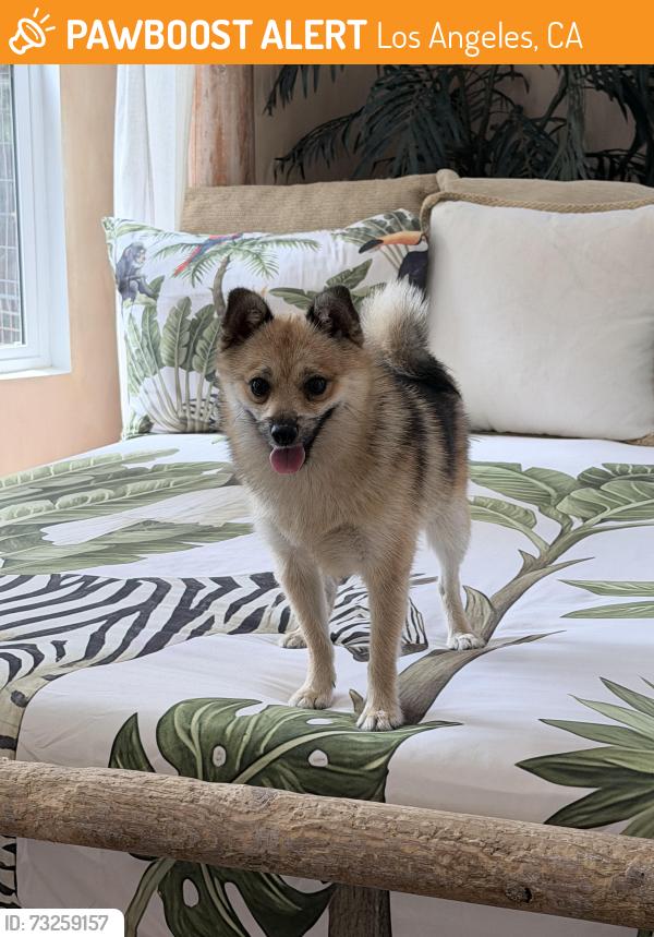 Found/Stray Male Dog last seen Herrick/La Mesa St in Sylmar, Los Angeles, CA 91342