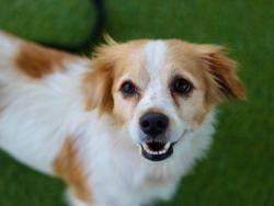 Shelter Stray Male Dog last seen , 957 N Gaffey St, San Pedro, CA 90731, USA