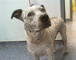 Shelter Stray Male Dog last seen CHARLOTTE, 8315 Byrum Dr, Charlotte, NC 28217, USA
