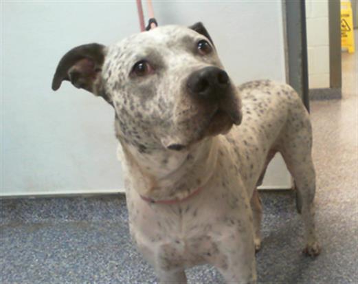 Shelter Stray Male Dog last seen CHARLOTTE, 8315 Byrum Dr, Charlotte, NC 28217, USA