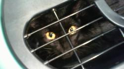 Shelter Stray Female Cat last seen CHARLOTTE, 8315 Byrum Dr, Charlotte, NC 28217, USA