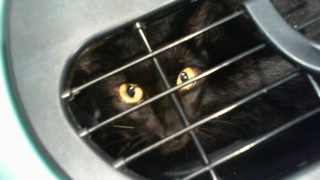 Shelter Stray Female Cat last seen CHARLOTTE, 8315 Byrum Dr, Charlotte, NC 28217, USA