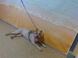 Shelter Stray Female Dog last seen Near BLOCK NW 37 AVE, 3599 NW 79th Ave, Doral, FL 33122, USA