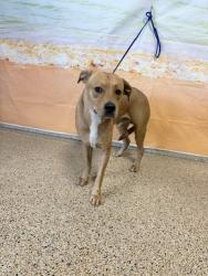 Shelter Stray Male Dog last seen Near BLOCK NW 105 TER, 3599 NW 79th Ave, Doral, FL 33122, USA