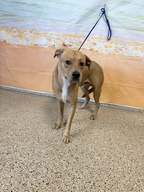 Shelter Stray Male Dog last seen Near BLOCK NW 105 TER, 3599 NW 79th Ave, Doral, FL 33122, USA